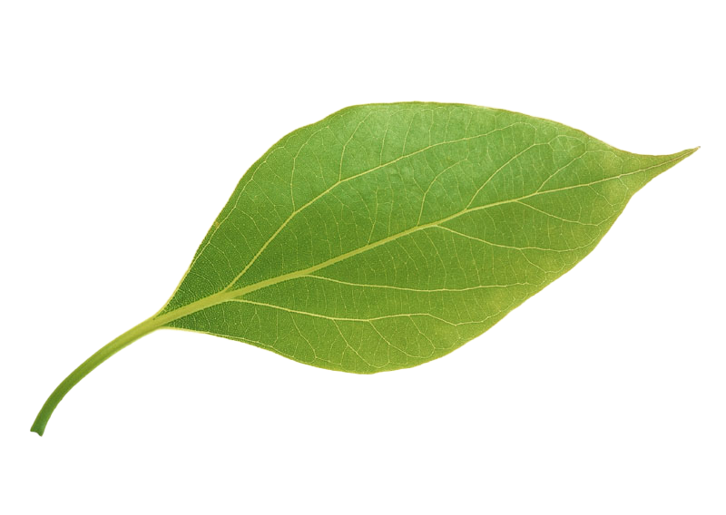 Green Leaves Transparent Background Png Play