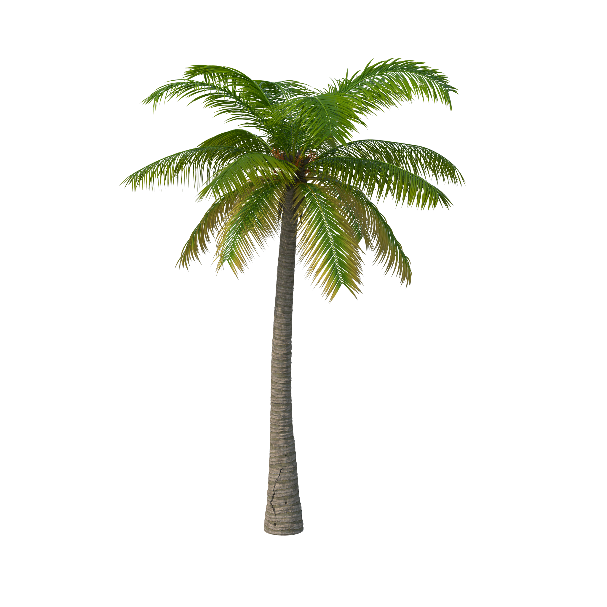 Green Palm Дерево фон PNG