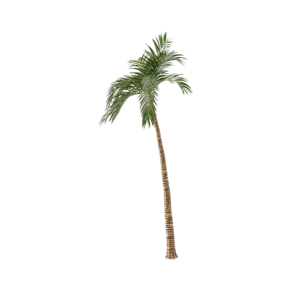 Green Palm Дерево бесплатно PNG