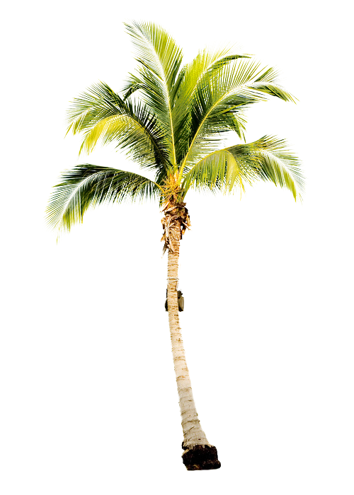 Green Palm Дерево нет фона