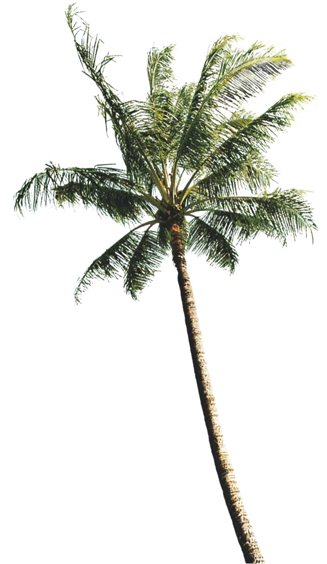 Green Palm Tree PNG Clipart Background
