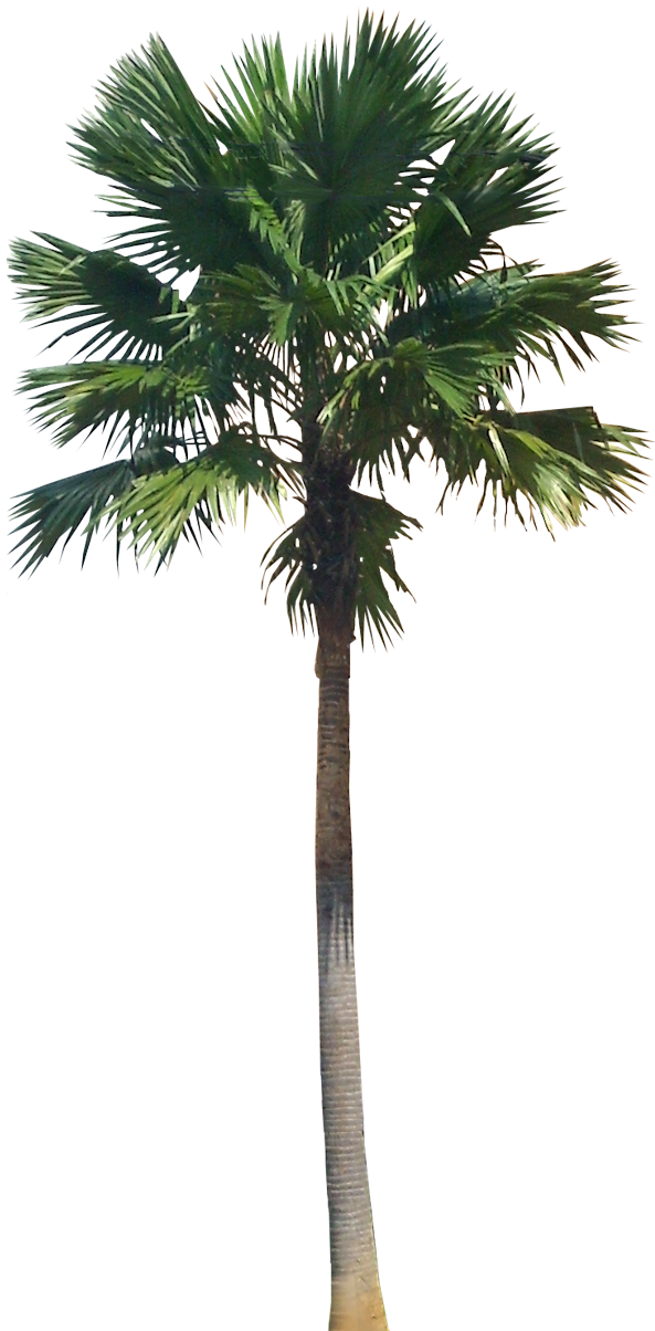 Green Palm Дерево PNG HD качество
