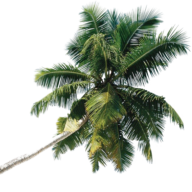 Green Palm Дерево PNG фото изображение