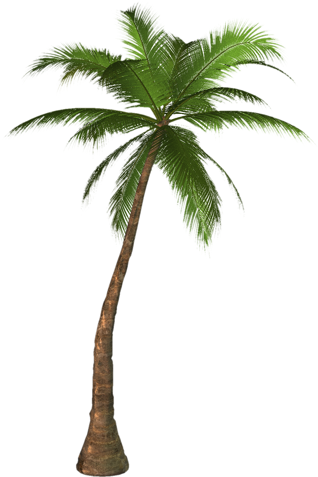 Green Palm Дерево PNG-фото