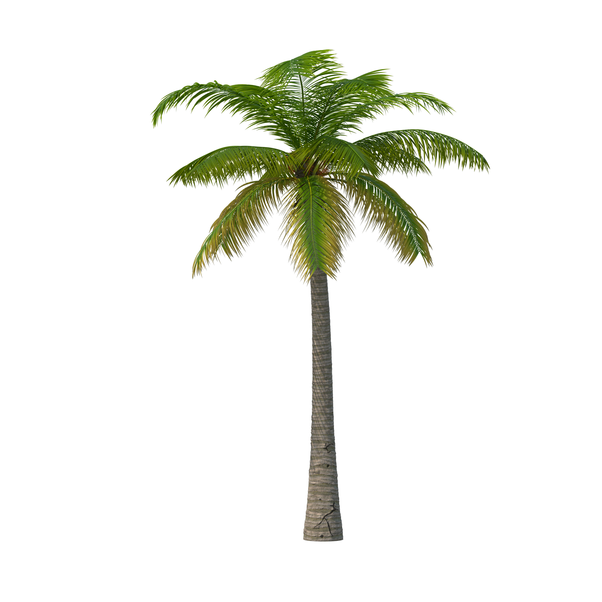 Green Palm Tree PNG Pic Background