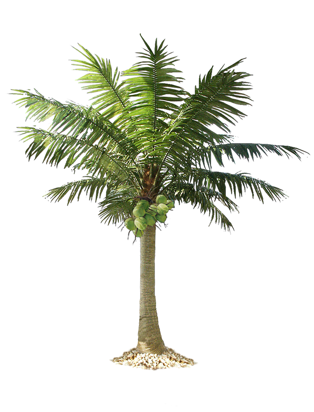 Green Palm Дерево прозрачный фон