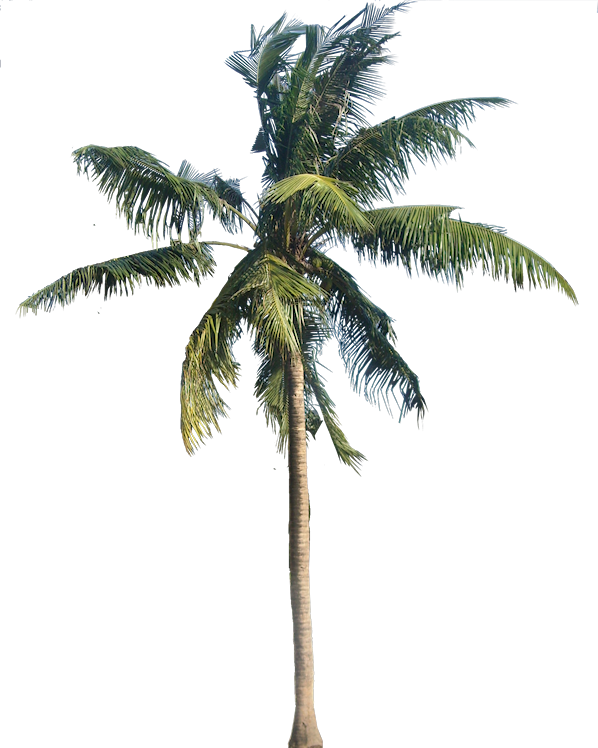 Fichier transparent de palmier vert