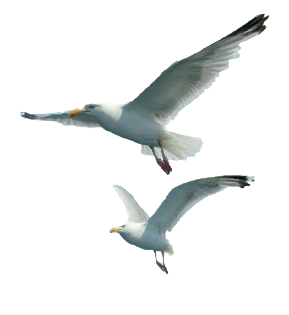 Gull Background PNG Image