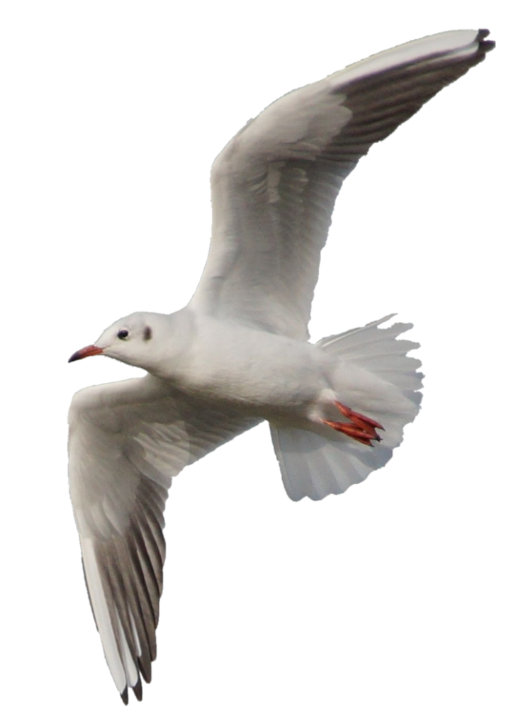 Gull PNG Clipart