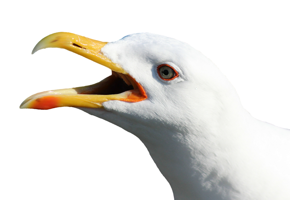 Gull Transparent PNG