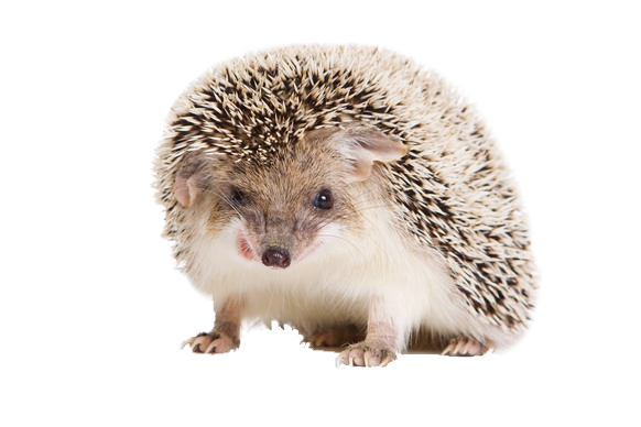 Hedgehog Unduh PNG Gratis