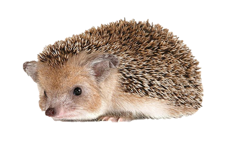 Hedgehog Free PNG.