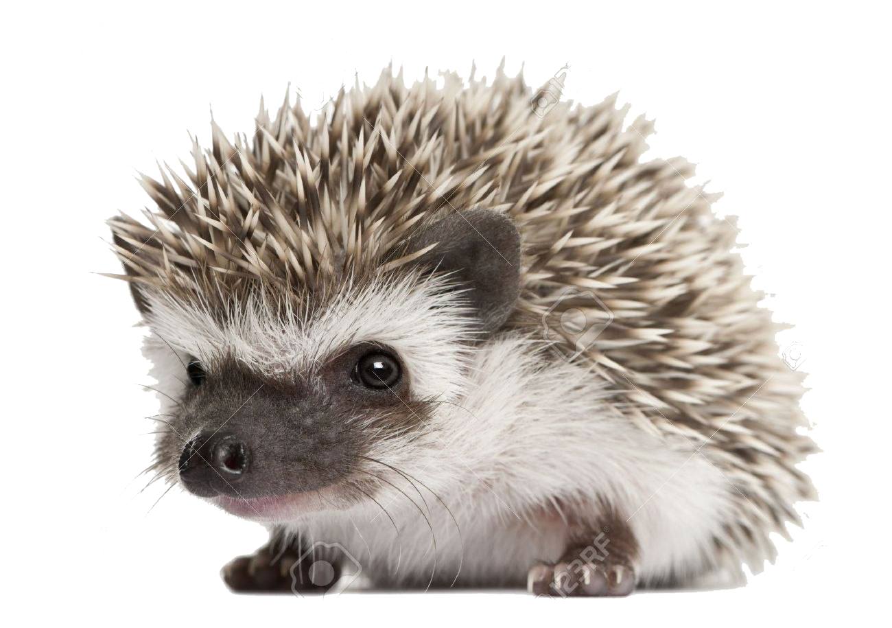 พื้นหลังภาพตัดปะ Png Hedgehog