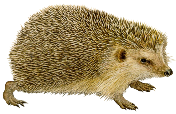 Hedgehog transparente PNG gratis