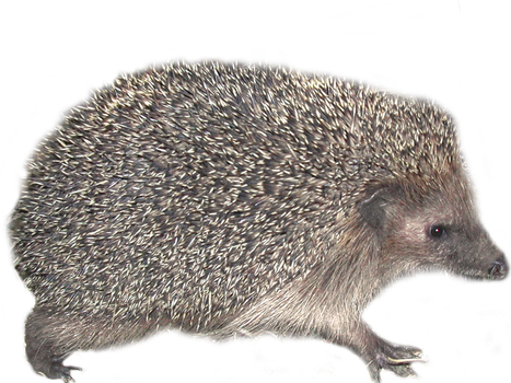 Imagen transparente hedgehogs