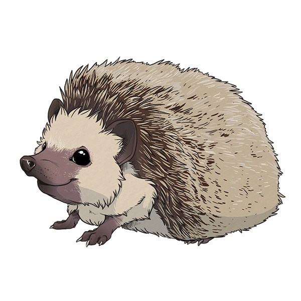 Hedgehog Transparan PNG