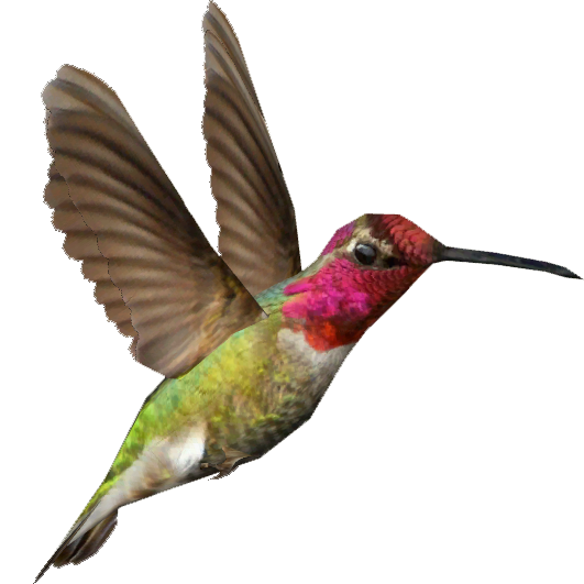 Kolibrie download gratis PNG