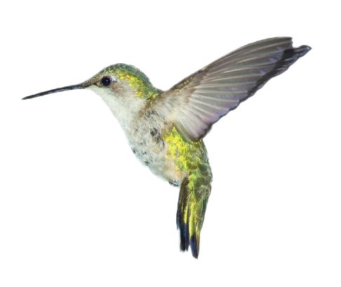 Hummingbird PNG Clipart Background