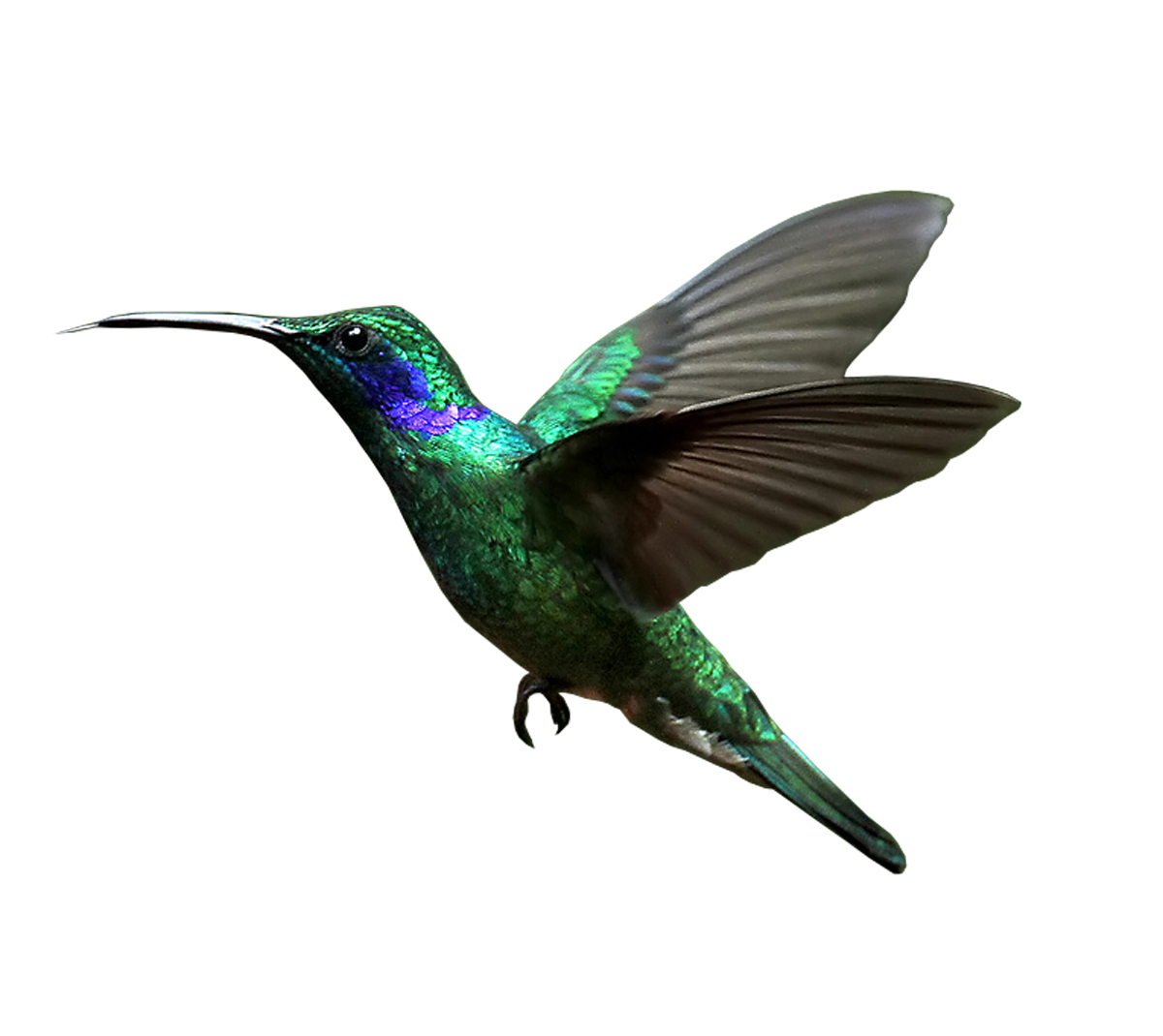 Kolibrie PNG afbeeldingen HD