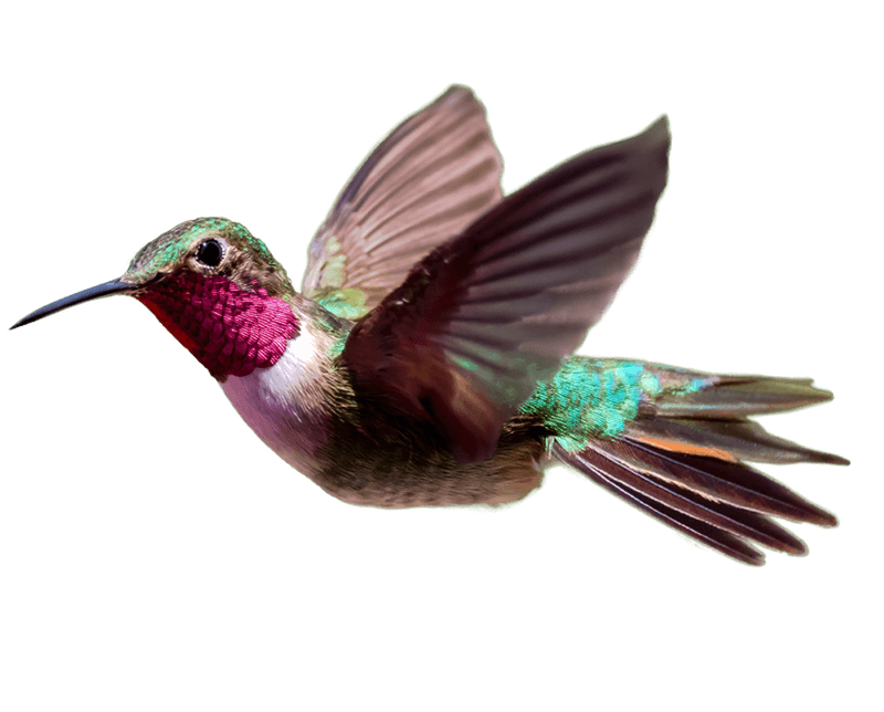 طائر الطنان PNG الصور