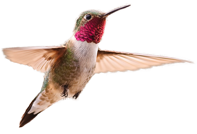 Kolibrie transparante afbeelding
