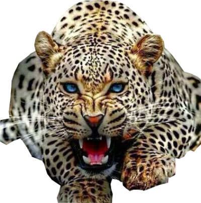 Jaguar Animal PNG Clipart Background