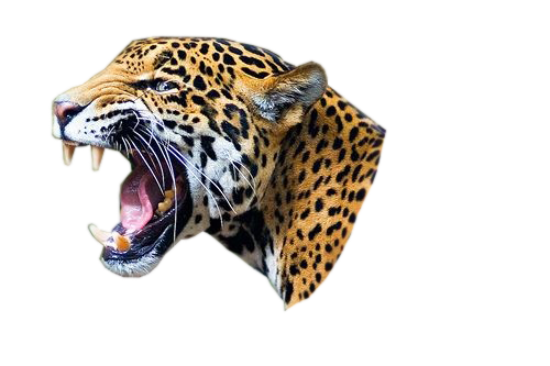 Jaguar Animal Transparent Background