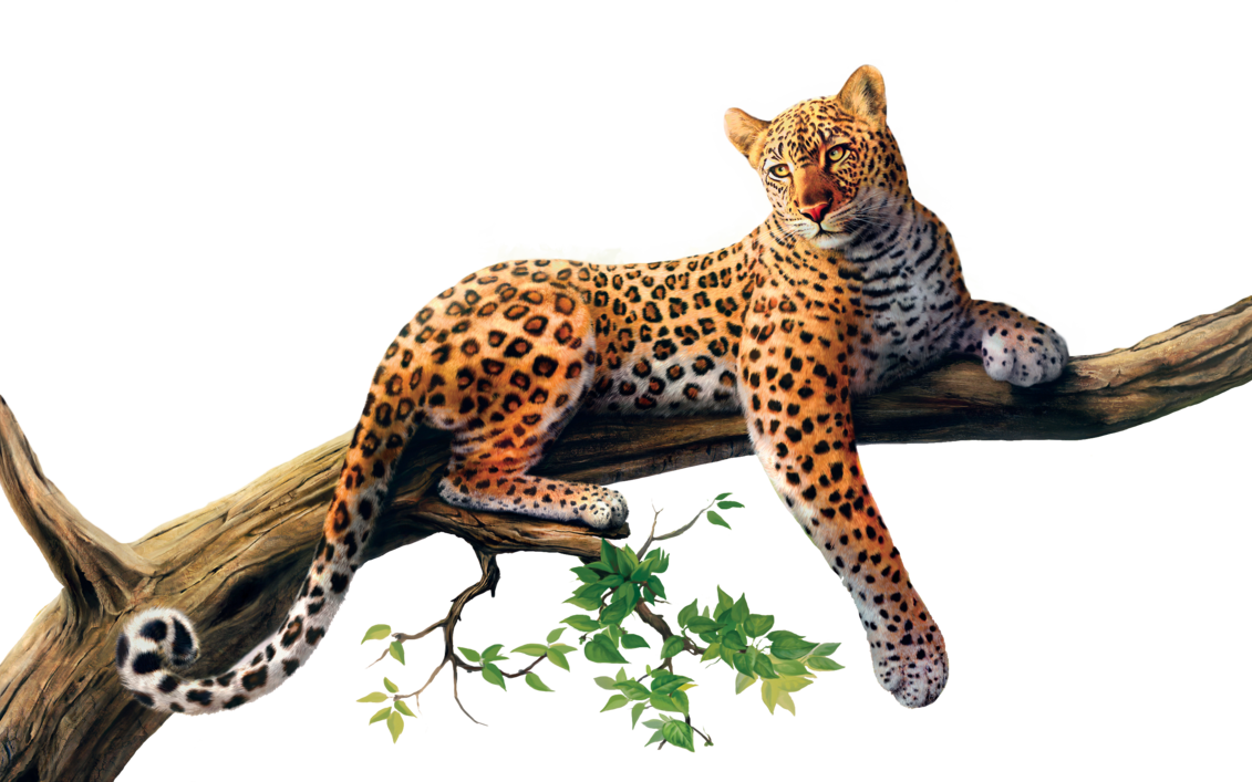 Jaguar Background PNG