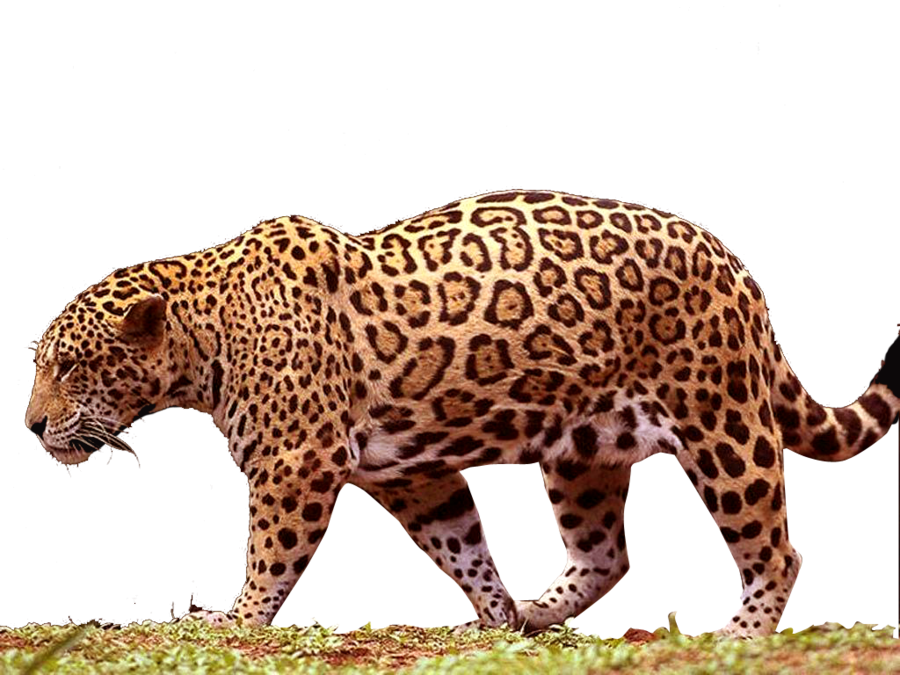 Jaguar No Background