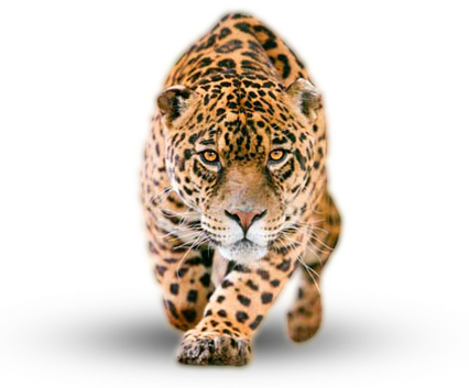 Jaguar PNG Background
