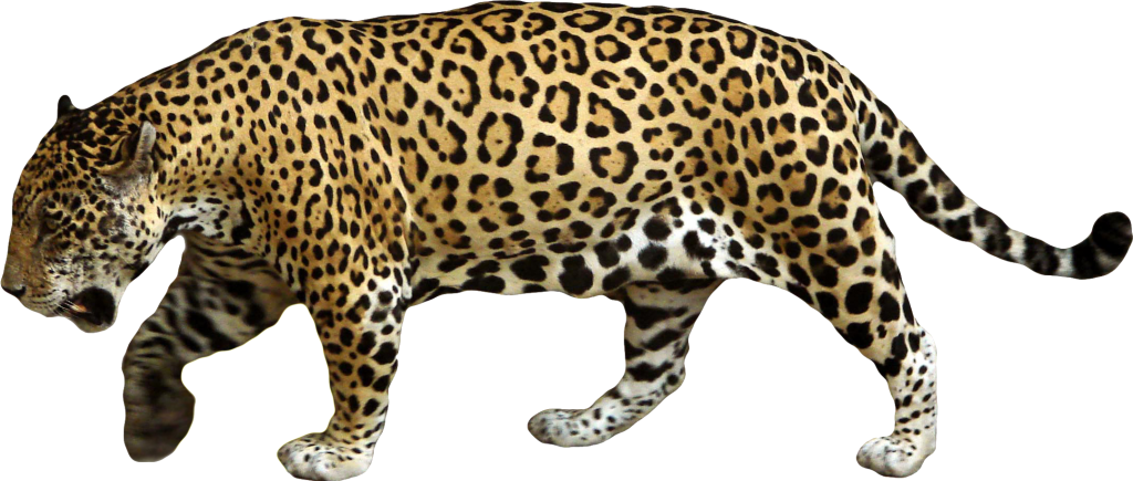 Jaguar PNG Images HD
