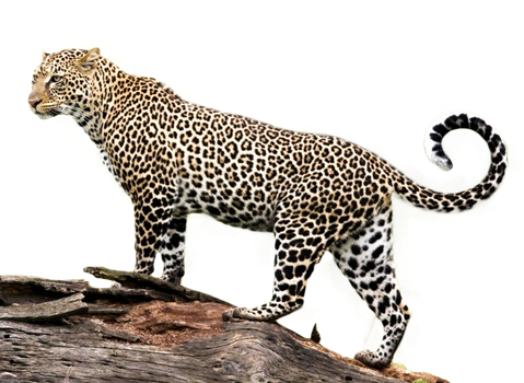 Jaguar PNG Photos