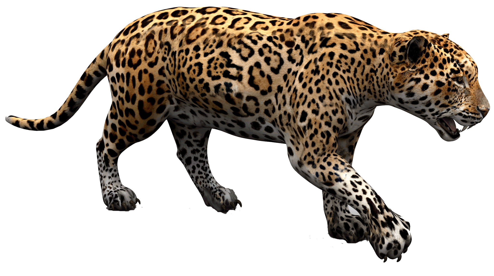 Jaguar PNG Pic Background