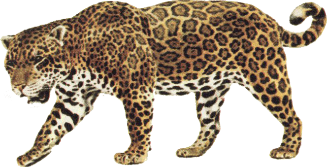 Jaguar Transparent Background