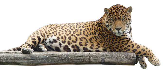 Jaguar Transparent Free PNG