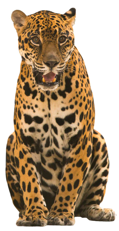 Jaguar Transparent Image