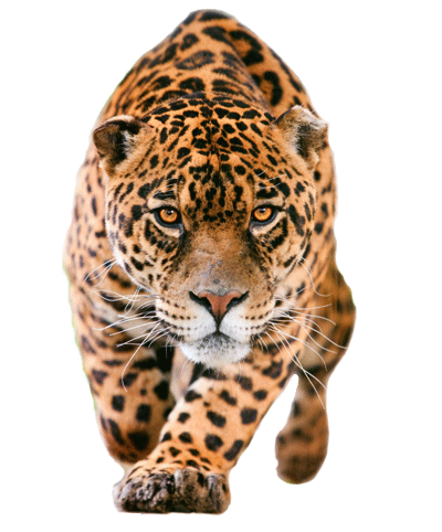 Jaguar Transparent PNG