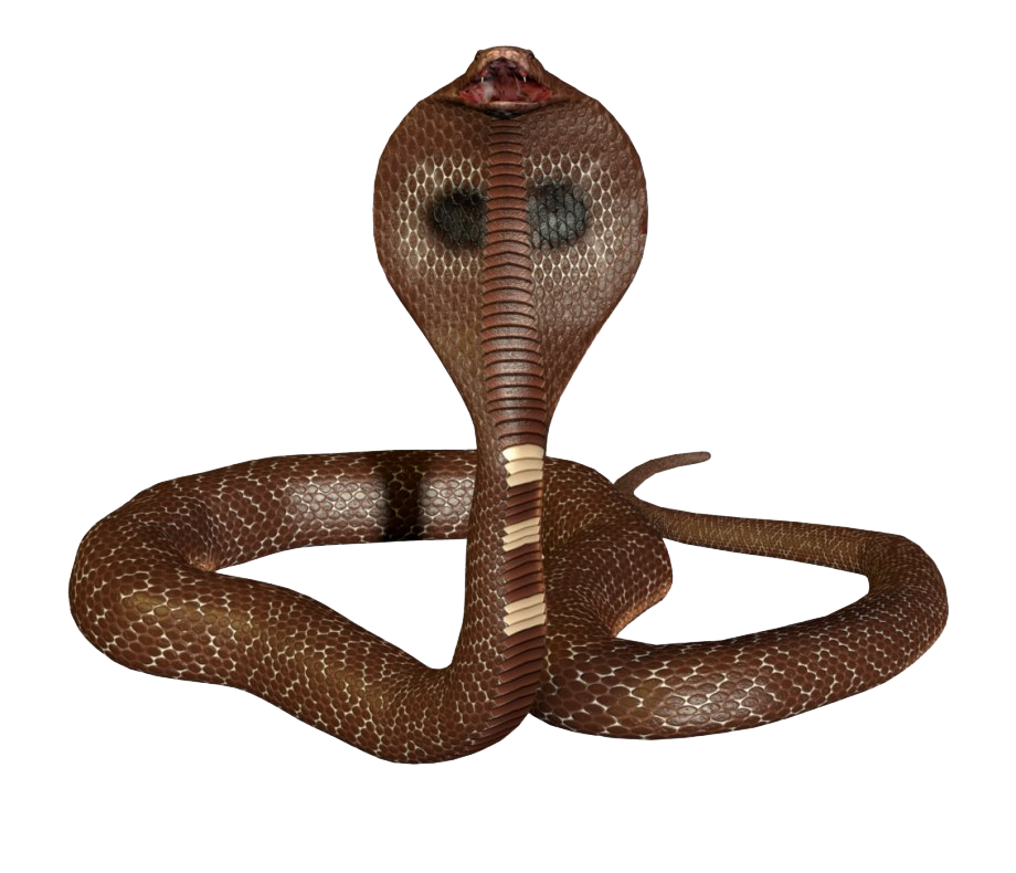 King Cobra พื้นหลังภาพ Png