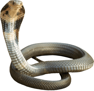 Raja Cobra transparan PNG