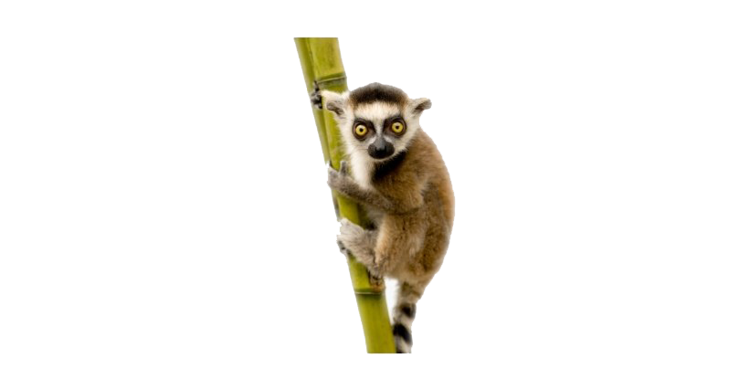 Lemur Fundo png imagem.