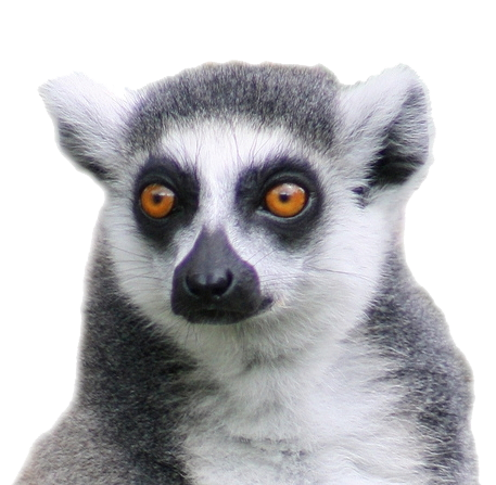 Lemur ดาวน์โหลด Png ฟรี