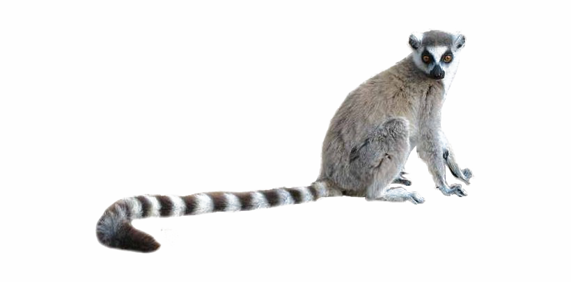 Lemur PNG Fondo de Clipart