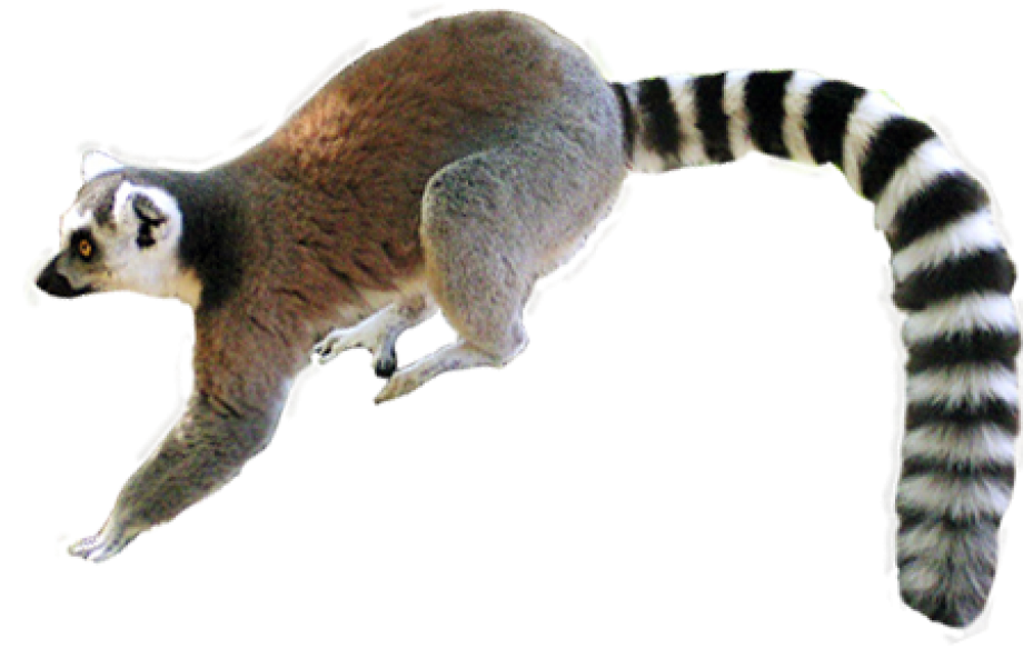 Lemur Cailar Descargar gratis PNG