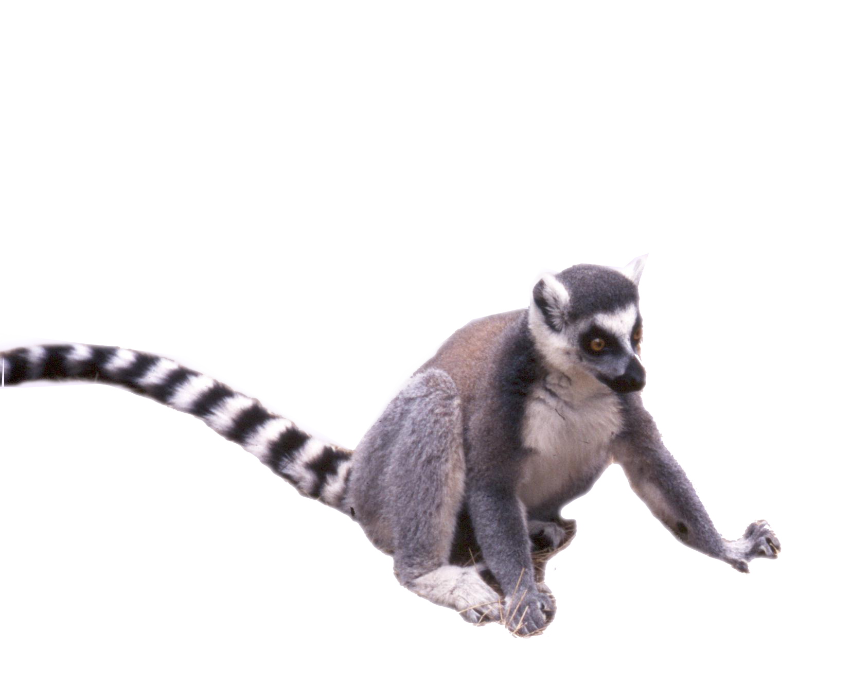 Lemur Cola libre PNG