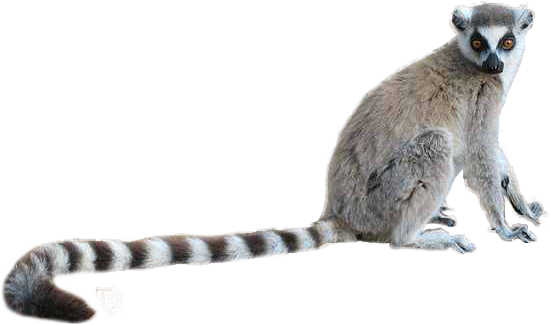 Lemur Tail PNG HD Quality