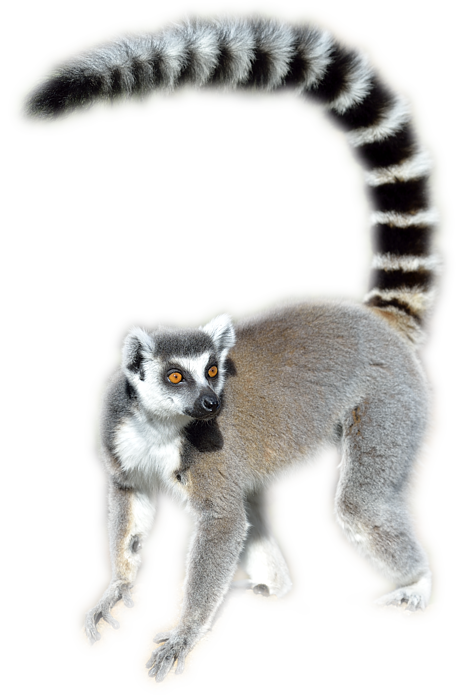 Lemur หางพื้นหลังโปร่งใส