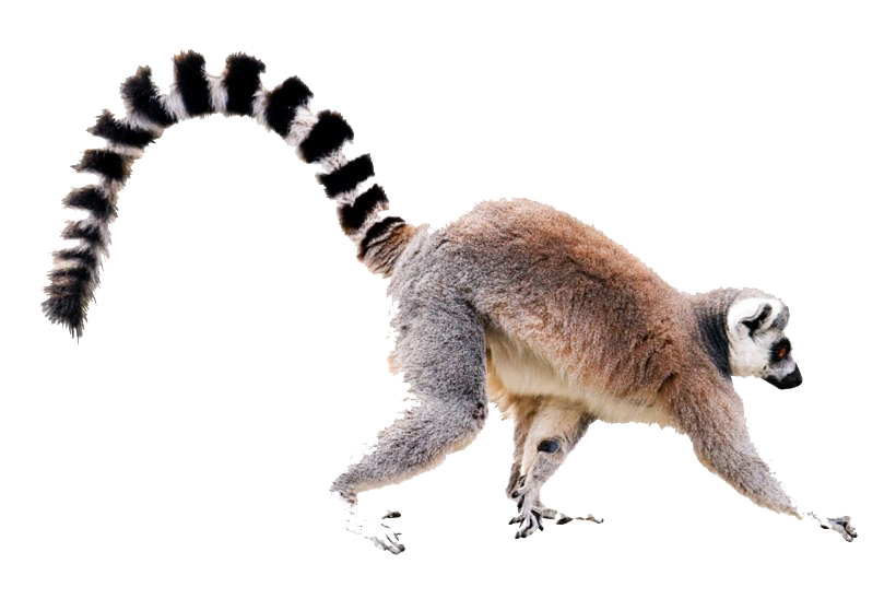 Lemur หางไฟล์โปร่งใส