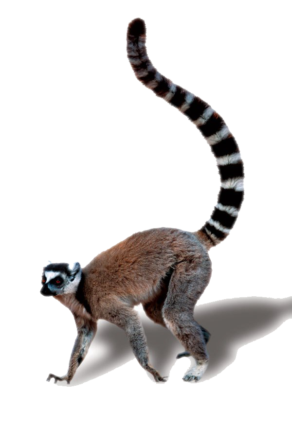 Lemur Cauda Transparente livre png