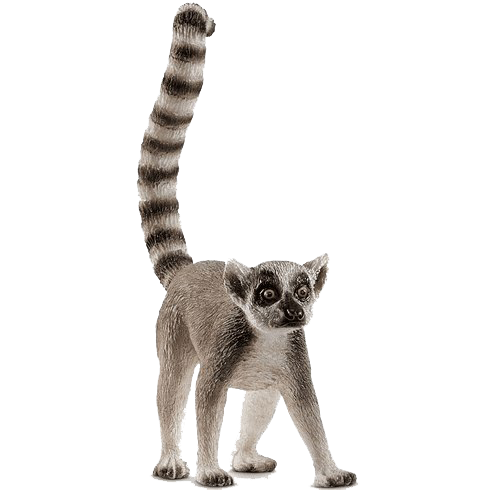 Lemur หางภาพโปร่งใส