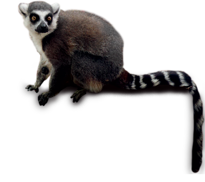 Lemur Imagem Transparente da caudas
